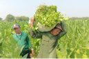 Seorang petani sedang memanen tembakau. (Foto : Istimewa)