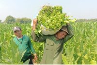 Seorang petani sedang memanen tembakau. (Foto : Istimewa)