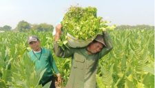 Seorang petani sedang memanen tembakau. (Foto : Istimewa)