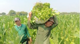 Seorang petani sedang memanen tembakau. (Foto : Istimewa)
