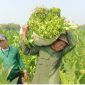 Seorang petani sedang memanen tembakau. (Foto : Istimewa)